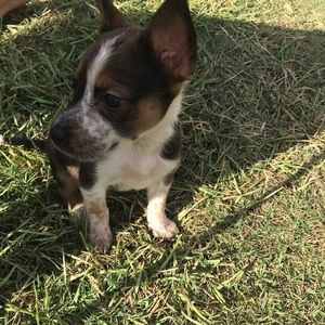 Meet your Posher, Bonnie